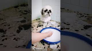 （マラセチア皮膚炎）シャンプーするシーズー犬バル君～shihtzu is shampooed～ #Shorts