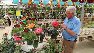 Scott's Nursery | May 2018 Specials  | Hibiscus Bush 6” Pot