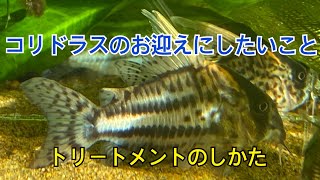 コリドラスのお迎えしかた(トリートメントのしかた#コリドラス #熱帯魚 #アクアリウム