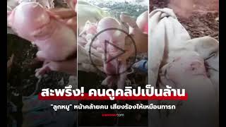 สุดสะพรึง คนดูคลิปเป็นล้าน ลูกหมูหน้าตาคล้ายมนุษย์ แถมยังร้องไห้เหมือนเด็กทารก