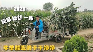 牛羊吃的草料粗细不一样，揉草机这么选准没错