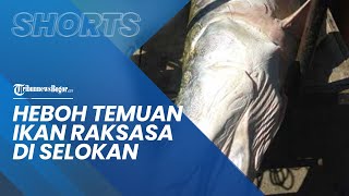 Heboh Penemuan Ikan Raksasa di Selokan, BKSDA Aceh Utara Buka Suara Terkait Jenis Ikan