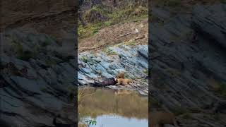 Lions Have A Snack By The River #Wildlife | #ShortsAfrica