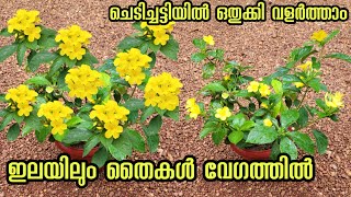 പ്ലാൻ്റ് നട്ട് ഏറ്റവും success ആയി തൈകൾ #Kerala garden ideas for home Malayalam #kerala  garden