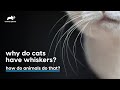 A Cat's Secret Weapon | How do animals do that | Animal Planet India