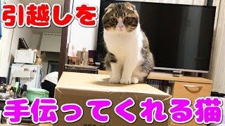 引っ越しを手伝う猫【スコティッシュフォールド】【Scottish Fold】