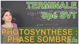 Photosynthèse : phase sombre - Spé SVT - Terminale - Les Bons Profs