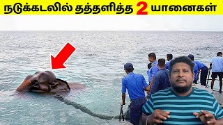 நடுக்கடலில் தத்தளித்த இரண்டு யானைகள் | Navy Found An Elephant In Ocean | Tamil Amazing Facts