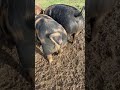 Pastured Pigs -Due TODAY #shorts