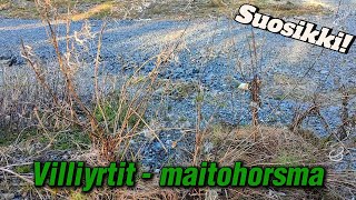 Villiyrtit: MAITOHORSMA - mistä löydän ja miltä maistuu?