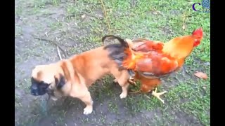 Funny Dog XXX Chicken || Gay dog mating Rooster
