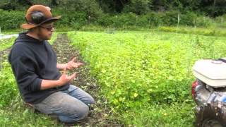 tilling in the BUCKWHEAT COVER CROP