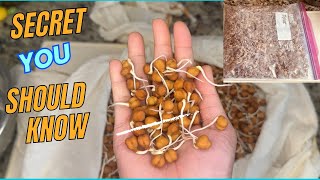 How to Grow Chickpeas Sprouts at Home/ The Secret Recipe of storing sprouts at home