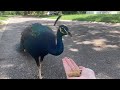 Feeding Peacocks and Peahens