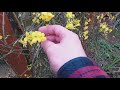 winter flowering jasmine or jasminum nudiflorum flowers in december