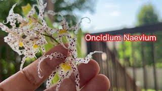 香气馥郁婀娜多姿的小型原种文心兰开花欣赏和养护要点。Oncidium naevium in bloom and care conditions