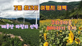 7월에 꼭 가야 할 여행지, 태백 매봉산 바람의언덕, 태백 구와우마을 해바라기 축제.