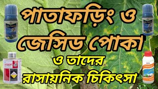 বেগুন গাছের পাতাফড়িং ও জোসিড পোকা  রোগ ও তাদের রাসায়নিক চিকিৎসা । Leafhoppers and Joseph insects