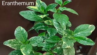 Eranthemum plant|Grow and care of eranthemum plant|indoor plants|