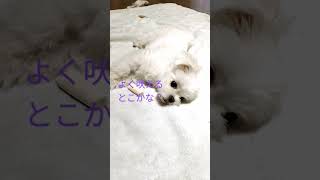 【ミックス犬動画】個性的マルポメのラテ♥マルチーズ✕ポメラニアンどっちに似てくるの？