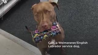 Service Dog Helps His Owner Grocery Shop