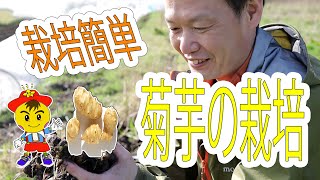 【自然栽培17】初心者お勧め！！栽培簡単　菊芋！！菊芋で風よけ？！