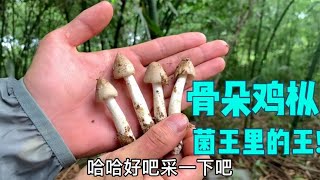 竹林里真多鸡枞菌，捡完一窝又发现一窝，捡都捡不完！