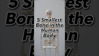 The Tiny Guardians: Exploring the Five Smallest Bones in the Human Body!