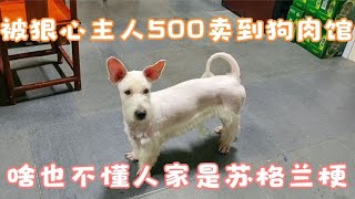 狠心的主人，把苏格兰梗犬卖到狗肉馆，美容师还你梗犬本来的气质  Dog rescue in China 20220521