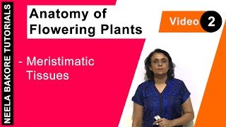 Anatomy of Flowering Plants | NEET | Meristimatic Tissues | Neela Bakore Tutorials