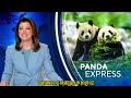 10月15日深夜宝力青宝平安入住华动，青宝在新家泡澡状态不错 panda 大熊猫青宝 大熊猫宝力