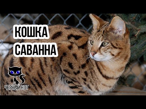 Кошка саванна — самая дорогая в мире порода для любителей экзотики