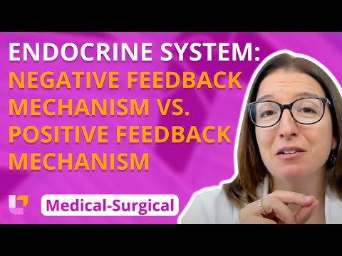 Is the endocrine system regulated by positive or negative feedback?