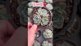 이쁨 가득 민이네다육 다육식물들❤️ #plants #succulent #cactus #국민다육 #민이네다육 010-6863-0625