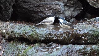 山中湖 大洞の泉のヤマガラとシジュウカラとヒガラとコガラの水浴び　その２（4K60P動画）