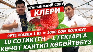 Алишер Кадыркулов көчөттү туура көбөйтүү жолун көрсөттү!