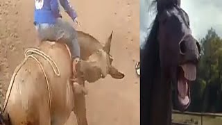 horse bite Rider