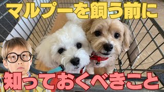 マルプーの飼い方ロードマップ！【初めて犬を飼う方必見！】