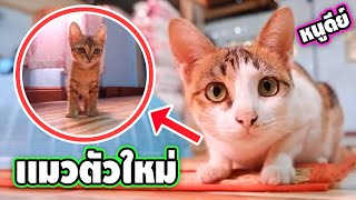 จะเกิดอะไรขึ้น!! เมื่อพาเเมวใหม่เข้าบ้าน หนูดีจะทำอย่างไร?? | easy boy