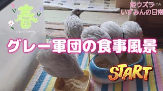 我が家の姫ウズラの食事風景