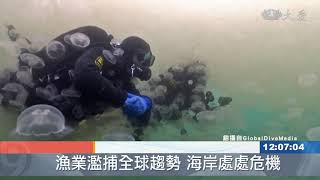 海水暖化水母增生 生態系統危機