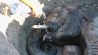 Elephant rescue