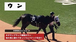 【京都競馬場】キタサンブラック産駒の珍名馬ウン🐎他の馬に遅れてゆっくりとパドックを歩く