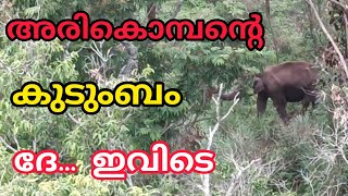 അരികൊമ്പന്റെ കുടുംബത്തിന്റെ ഇപ്പോഴത്തെ അവസ്ഥ | arikomban family 🔥