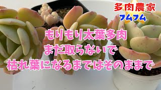 【多肉植物】太葉多肉ピッチガール✨葉挿しを取りながらポット植えやります♪