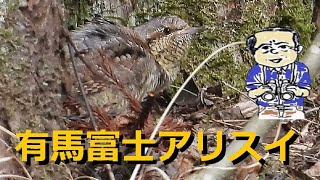 有馬富士公園、アリスイ、ヒクイナ発見！冬の野鳥観察2022年2月11日【内山裕之】