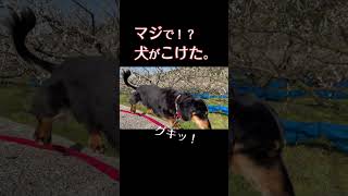 犬がこけた。Stumble Dog【ミニチュアダックスフンド】#犬 #ミニチュアダックス＃Stumble＃こける＃楽しい＃大好き