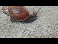 ខ្យងហៀន achatina snail