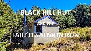 Black Hill Hut And The Failed Salmon Run