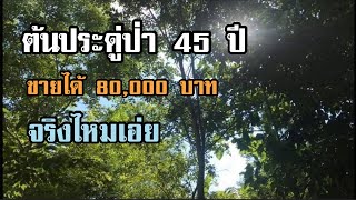 ต้นประดู่ป่าอายุ 45 ปี ต้นเดียวขายได้ 80,000 บาท ไม้ดีๆน่าปลูก [ดินแดนแห่งเสรีภาพ]